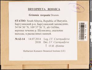 Grimmia torquata Drumm., Bryophytes, Bryophytes - Baikal & Transbaikal regions (B18) (Russia)