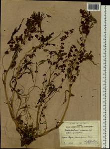 Rumex maritimus L., Siberia, Western Siberia (S1) (Russia)