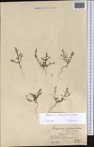 Polygonum rottboellioides Jaub. & Spach, Middle Asia, Kopet Dag, Badkhyz, Small & Great Balkhan (M1) (Turkmenistan)