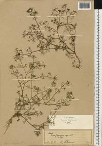 Cyclospermum leptophyllum (Pers.) Sprague, Eastern Europe, Moscow region (E4a) (Russia)