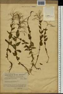 Epilobium alsinifolium Vill., Eastern Europe, West Ukrainian region (E13) (Ukraine)