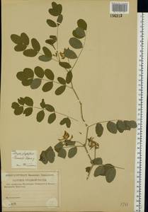 Astragalus glycyphyllos L., Eastern Europe, Central region (E4) (Russia)