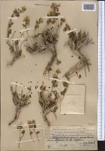 Zygophyllum pinnatum Cham. & Schltdl., Middle Asia, Muyunkumy, Balkhash & Betpak-Dala (M9) (Kazakhstan)