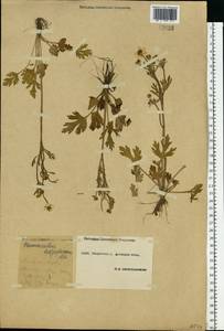 Ranunculus oxyspermus Willd., Eastern Europe, South Ukrainian region (E12) (Ukraine)