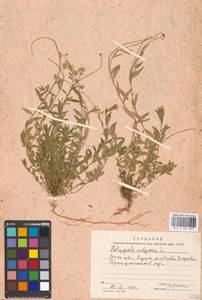 Polygala vulgaris L., Eastern Europe, Moscow region (E4a) (Russia)