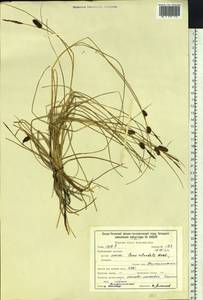 Carex rotundata Wahlenb., Siberia, Baikal & Transbaikal region (S4) (Russia)