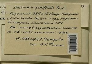Bartramia pomiformis Hedw., Bryophytes, Bryophytes - Karelia, Leningrad & Murmansk Oblasts (B4) (Russia)