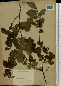 Salix myrsinifolia Salisb., Eastern Europe, Central forest region (E5) (Russia)