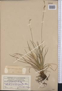 Carex pediformis var. pediformis, Middle Asia, Dzungarian Alatau & Tarbagatai (M5) (Kazakhstan)