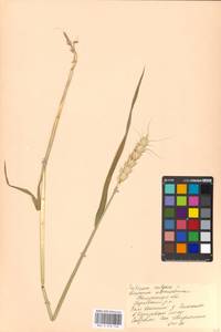 Triticum aestivum L., Eastern Europe, Central region (E4) (Russia)