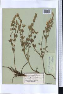 Dracocephalum komarovii Lipsky, Middle Asia, Pamir & Pamiro-Alai (M2) (Tajikistan)