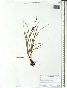 Carex hirta L., Eastern Europe, Central forest region (E5) (Russia)