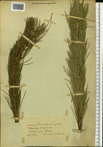 Pinus sylvestris L., Eastern Europe, Belarus (E3a) (Belarus)