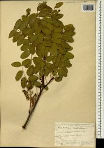 Pistacia terebinthus L., South Asia, South Asia (Asia outside ex-Soviet states and Mongolia) (ASIA) (Turkey)