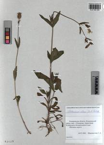 KUZ 004 295, Silene latifolia subsp. alba (Miller) Greuter & Burdet, Siberia, Altai & Sayany Mountains (S2) (Russia)