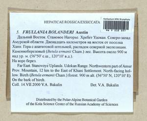 Frullania bolanderi Austin, Bryophytes, Bryophytes - Russian Far East (excl. Chukotka & Kamchatka) (B20) (Russia)