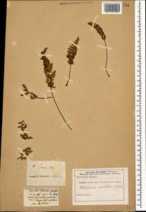 Paragymnopteris marantae subsp. marantae, Caucasus (no precise locality) (K0)