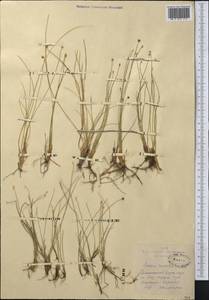 Trichophorum pumilum (Vahl) Schinz & Thell., Middle Asia, Northern & Central Kazakhstan (M10) (Kazakhstan)