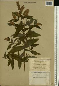 Mentha longifolia (L.) L., Eastern Europe, Latvia (E2b) (Latvia)