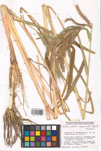 Echinochloa oryzoides (Ard.) Fritsch, Eastern Europe, Lower Volga region (E9) (Russia)
