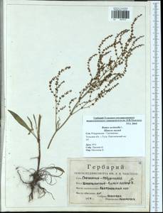 Rumex acetosella L., Eastern Europe, Central region (E4) (Russia)