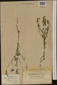 Delphinium halteratum subsp. verdunense (Balb.) Graebn. & P. Graebn., Western Europe (EUR) (France)