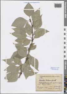 Populus balsamifera L., Eastern Europe, Lower Volga region (E9) (Russia)