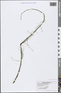 Equisetum fluviatile L., Eastern Europe, Middle Volga region (E8) (Russia)