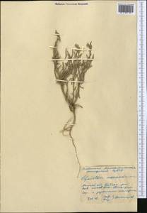 Ofaiston monandrum (Pall.) Moq., Middle Asia, Caspian Ustyurt & Northern Aralia (M8) (Kazakhstan)