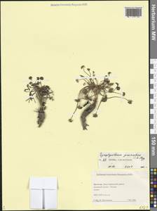 Heracleum graveolens C.A.Mey., Caucasus, Dagestan (K2) (Russia)