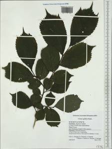 Ulmus glabra, Western Europe (EUR) (Germany)