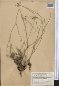 Seseli luteolum Pimenov, Middle Asia, Northern & Central Tian Shan (M4) (Kyrgyzstan)