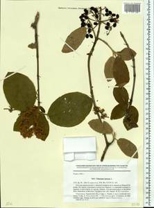 Viburnum lantana L., Eastern Europe, South Ukrainian region (E12) (Ukraine)