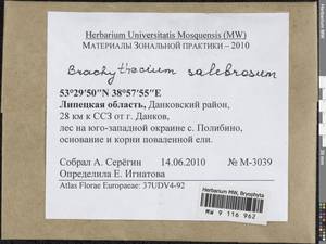 Brachythecium salebrosum (Hoffm. ex F. Weber & D. Mohr) Schimp., Bryophytes, Bryophytes - Central forest-and-steppe region (B10) (Russia)