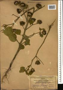 Abutilon theophrasti Medik., Caucasus, Azerbaijan (K6) (Azerbaijan)