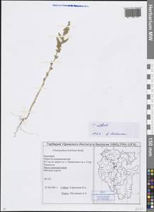 Chenopodium album L., Eastern Europe, Eastern region (E10) (Russia)