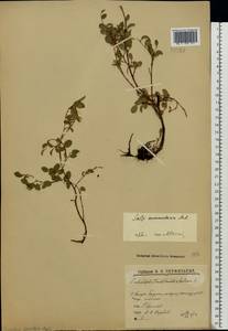 Salix nummularia Anderss., Eastern Europe, Northern region (E1) (Russia)