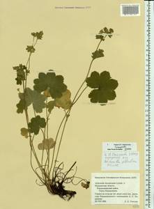 Alchemilla gibberulosa H. Lindb., Eastern Europe, Northern region (E1) (Russia)
