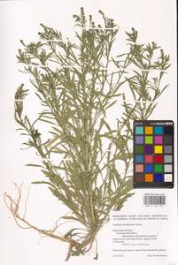Lepidium densiflorum Schrad., Eastern Europe, Central region (E4) (Russia)
