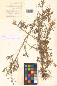 Sisymbrium austriacum Jacq., Siberia, Russian Far East (S6) (Russia)