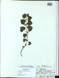 Glechoma hederacea L., Eastern Europe, Central region (E4) (Russia)