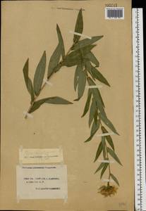 Pentanema salicinum subsp. salicinum, Eastern Europe, South Ukrainian region (E12) (Ukraine)