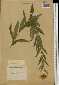 Pentanema salicinum (L.) D. Gut. Larr., Santos-Vicente, Anderb., E. Rico & M. M. Mart. Ort., Eastern Europe, South Ukrainian region (E12) (Ukraine)