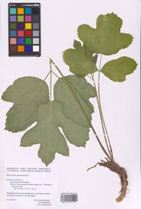 Heracleum sphondylium L., Eastern Europe, Central region (E4) (Russia)