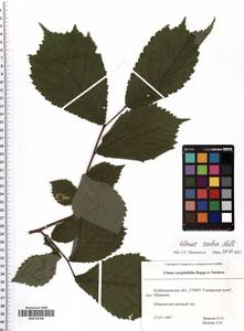 Ulmus glabra Huds., Eastern Europe, Middle Volga region (E8) (Russia)