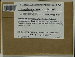 Isopterygiella alpicola (Lindb.) Ignatov & Ignatova, Bryophytes, Bryophytes - Russian Far East (excl. Chukotka & Kamchatka) (B20) (Russia)