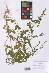 Atriplex patula L., Eastern Europe, Moscow region (E4a) (Russia)