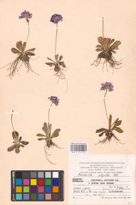 Primula algida Adams, Middle Asia, Middle Asia (no precise locality) (M0)