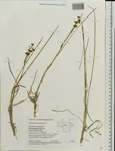 Scheuchzeria palustris L., Eastern Europe, Central region (E4) (Russia)