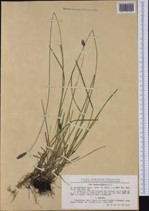 Sesleria caerulea (L.) Ard., Western Europe (EUR) (Romania)